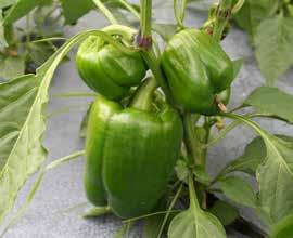 Cleaning and processing Growing hydroponic peppers UF/IFAS