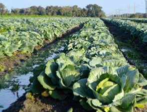 three in cabbage production in the United States.