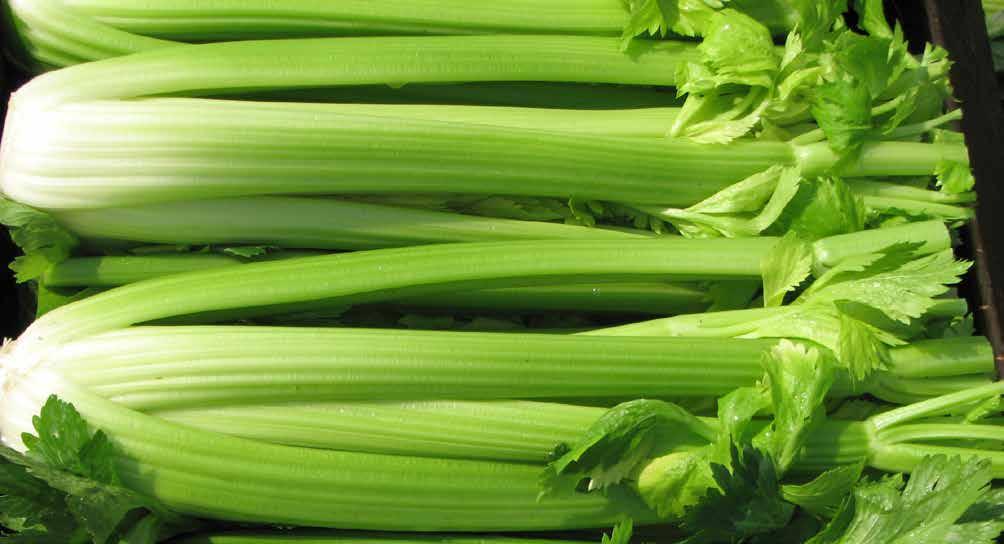 palm beach Celery in the greenhouse harvesting celery 22 Celery takes six
