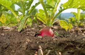 Radishes are the roots of the plants so they are grown