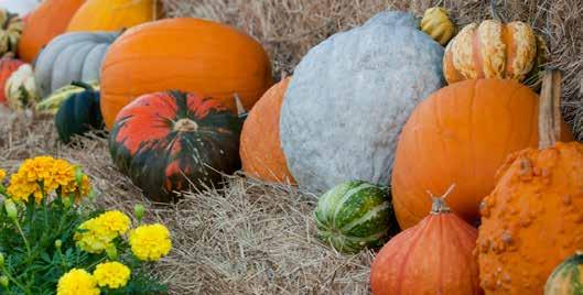 Squash comes in many COLORS including yellow, tan, purple, blue, white, green and orange.