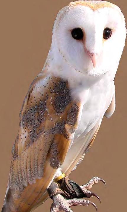 Henry the Barn Owl says Thank You from the DecoGallery thanks to everyone for their support in our 1st Annual Home & Garden Festival DecoBusiness inc.