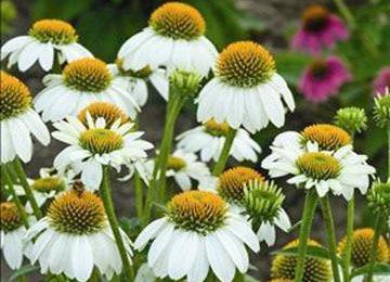 Echinacea 'PowWow White' Height: 18-24" PowWow White Coneflower Pure white flowers with overlapping, reflexed petals and a golden yellow cone top this plant from early through late summer.
