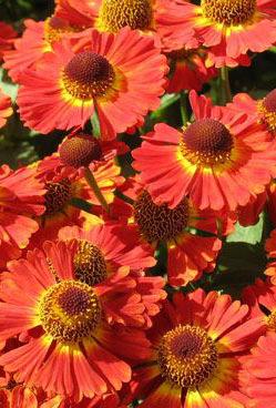 Sneezeweed tolerate a wide range of growing conditions but perform best in damp soils in full sun.