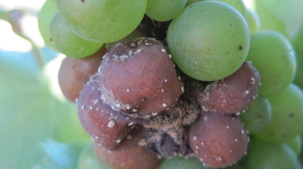 Australia Get serious about your approach to Botrytis management 21.11.