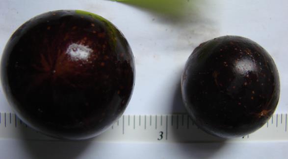 Cultivar Average Berry Weight, g Black Fry 10 g