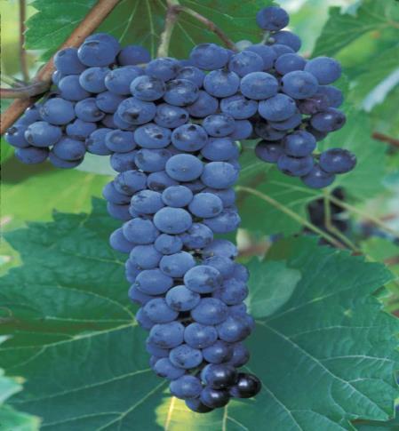 Economically Important Grapes
