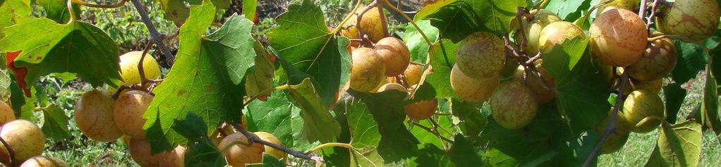 Most acreage: Muscadine Grape Native to the southeastern US Adapted to the hot and humid climate Insect and Disease resistant