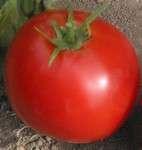 1 Tomato Name : be Lincoln kers West Virginia mana