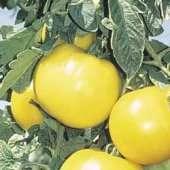 tangy Tomato Name : LaRoma Lemon Boy Marglobe Mexico Midgets Type :