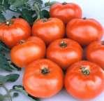 tomatoes pale green fruit, great Tomato Name : reen Zebra Health Kick