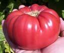 A 100 year old heirloom tomato, regular leaf, 6', vigorous plants yielding abundant crops of 8oz, round rose pink tomatoes.