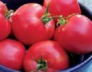 Much esteemed for its ability to produce flavorful tomatoes under adverse conditions: high heat, humidity or drought. Crack & disease resistant.