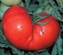 , glossy red, meaty, fluted, beefsteak tomatoes that are LOADED with delicious, bold, rich and complex tomatoey flavors. Great disease resistance. Good show tomato. One to impress your friends with.