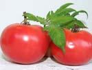 Brandywine has almost a cult status for tomato lovers and is the standard by which many tomatoes are judged.