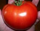 MARGLOBE Heirloom 73 days Determinate An old heirloom variety that can claim parentage to many of today's hybrid tomatoes.