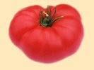 Julia Child SL/CA R Produces lots of 4-inch, deeppink, lightly-fluted, beefsteak fruits that have