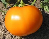A real winner and one of the best, round, gold tomatoes.