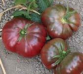 Purple Calabash SL I 85 P A beautiful, drought tolerant variety producing small to medium (2 1/2 to 3-inch), flat, deeply