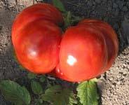 Aunt Ruby s German Green SL I 79 G Heirloom beefsteak slightly flattened, 1 lb. fruit ripens to a pale greenish-yellow with a slight pink blush. Fruity sweet & slightly spicy taste.