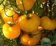 Great disease resistance. Good show tomato - one to impress your friends with. Azoychka SL/CA I 70 Y A Morning Owl favorite! Very productive Russian heirloom.
