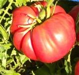 Cosmonaut Volkov SL I 72 R A Morning Owl favorite. Superb home garden variety. Always sublime, awesomely named Cosmonaut Volkov delivers the true tomato taste.
