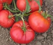 Fred Limbaugh yields large amounts of beautiful, 1-2 pound, slightly-flattened, slightly-fluted, pink beefsteak tomatoes, with exceptional,