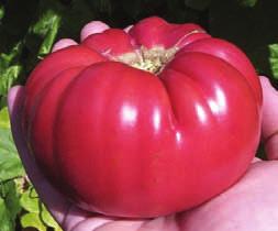 TOMATOES MARKED WITH AN ASTERISK MAY ALSO BE GROWN IN A CONTAINER. AUNT GINNY S PURPLE Heirloom 75-80 days Indeterminate.