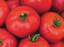 Fruit size is about 1 1/2". So unique, these beautiful tomatoes are heart-shaped when sliced in half grows in a patio size pot makes a great gift!