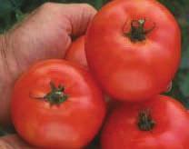 Disease resistant proven variety with excellent performance in almost any climate. Good for canning and fresh eating.
