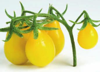 TAXI Open Pollinated 68 days Determinate. These attractive, bright lemon yellow tomatoes are great for salads and salsa.