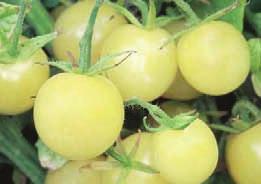 The compact plants tolerate heat well, and yield 4-6oz, meaty, uniformly-round fruits. WHITE CHERRY Open Pollinated 65 days Indeterminate.