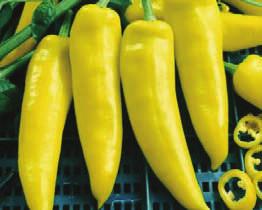 BLUSHING BEAUTY SWEET PEPPER Hybrid 72 days 'Blushing Beauty' describes the color changes of this productive sweet bell are similar to fall leaves, blushing from ivory white, to a soft gold, then to