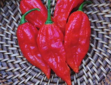 BANANA SWEET PEPPER 72 days A long time favorite named for its banana-like shape, this variety bears sweet, mild peppers that mature from yellow, to orange, and then to crimson red.