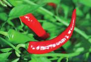 One of the most popular peppers grown, this traditional chile relleno pepper is excellent for grilling, roasting, making salsa, and mole.