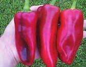 An exciting pepper to add to your collection of beautiful sweet peppers. RED BEAUTY BELL SWEET PEPPER 68 days An early prolific variety bearing very sweet four lobed peppers.