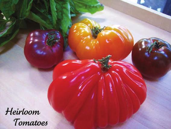 ENHANCE YOUR TOMATO EXPERIENCE! Many of us have favorite tomatoes we like to grow, but we invite you to expand your enjoyment. If you only ever eat standard red colored tomatoes, you are missing out!