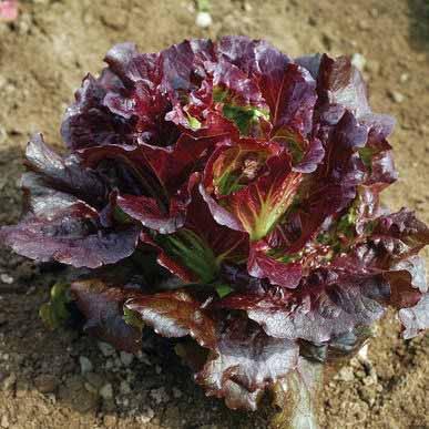 LETTUCE (head) Variety: Cherokee Days to Maturity: 48 Spacing: 12 18 Extremely