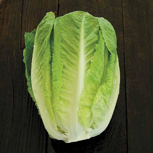 LETTUCE (romaine) Variety: Green Towers Days to Maturity: 60