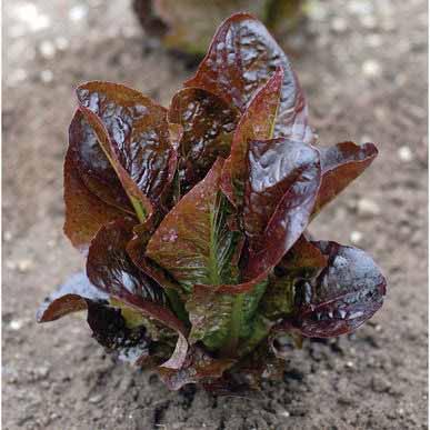 LETTUCE (romaine) Variety: Red Rosie Days to Maturity: 56 Spacing: 12 18