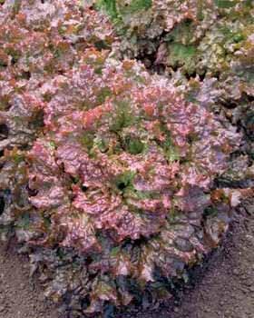 LETTUCE (leaf) Variety: Red Sails Days to Maturity: 45 Spacing: