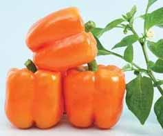 SWEET PEPPER Variety: Bright Star Days to Maturity: 75 Spacing: 12