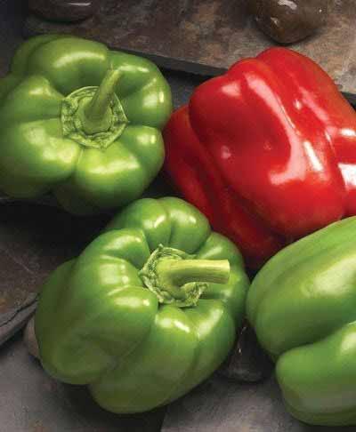 SWEET PEPPER Variety: Double Up Days to Maturity: 72 Spacing: 12 18