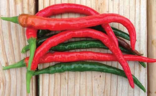 Hot Pepper (cayenne) Variety: Long Slim Days to Maturity: 72