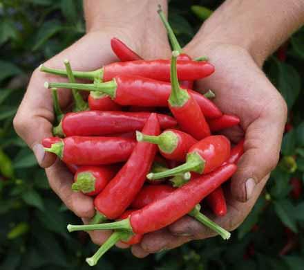 HOT PEPPER (chili) Variety: Super Chili Days to Maturity: 75 Spacing: 18 24