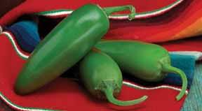 HOT PEPPER (jalapeno) Variety: Compadre Days to Maturity: 70 Spacing: 12 18 Determinate