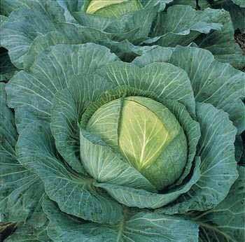 CABBAGE Variety: Reaction Days to Maturity: 55 Spacing: 15 18