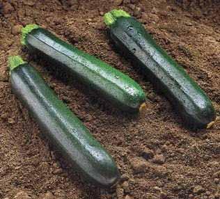 Zucchini Variety: Raven Days to Maturity: 48 Spacing: 8 24 Loaded with antioxidants for
