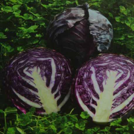 CABBAGE (red) Variety: Ruby Perfection Days to Maturity: 55 Spacing: