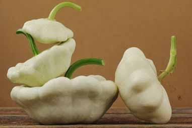 Zucchini (patty pan) Variety: White Bush Scallop Days to Maturity: 50